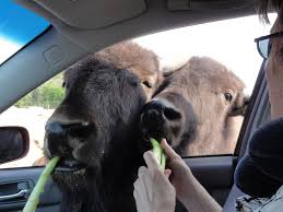 Animals come right up to the car to receive a celery treat.