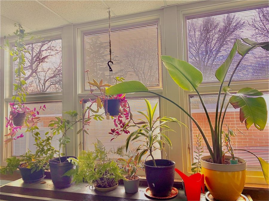 Plants line the windowsills and hang from the ceiling in room 287 at TWHS. 