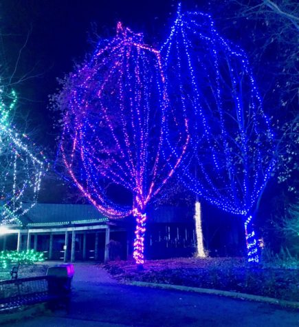 Blue trees at the Columbus Zoo Wildlights
